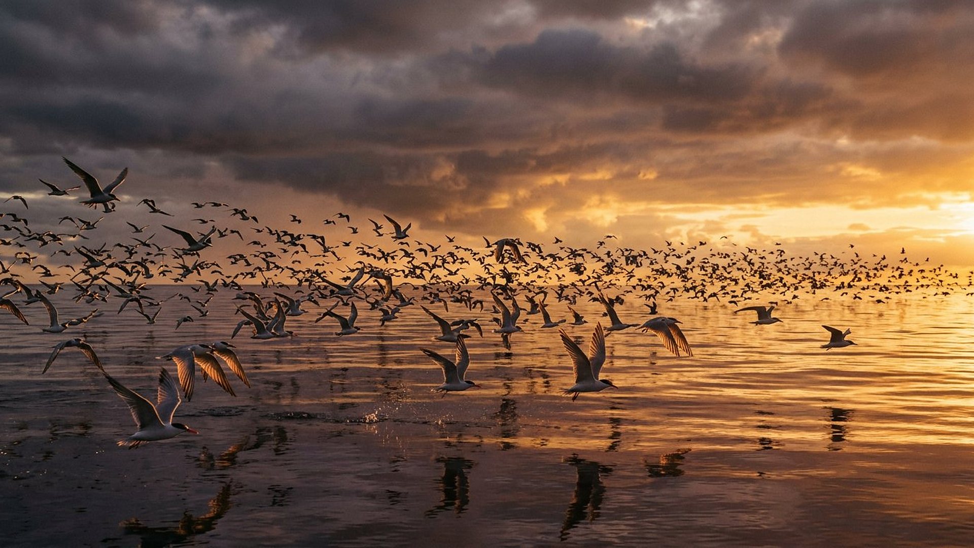 Volée d'oiseaux migrateurs au-dessus d'un océan lisse dans la lumière dorée du soir.