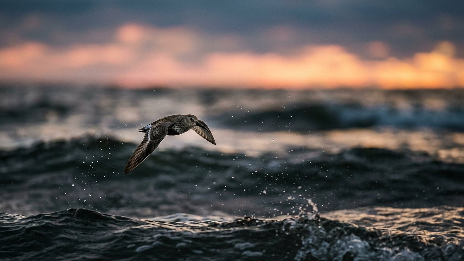 Petit oiseau limicole en vol rasant au-dessus de l'océan.