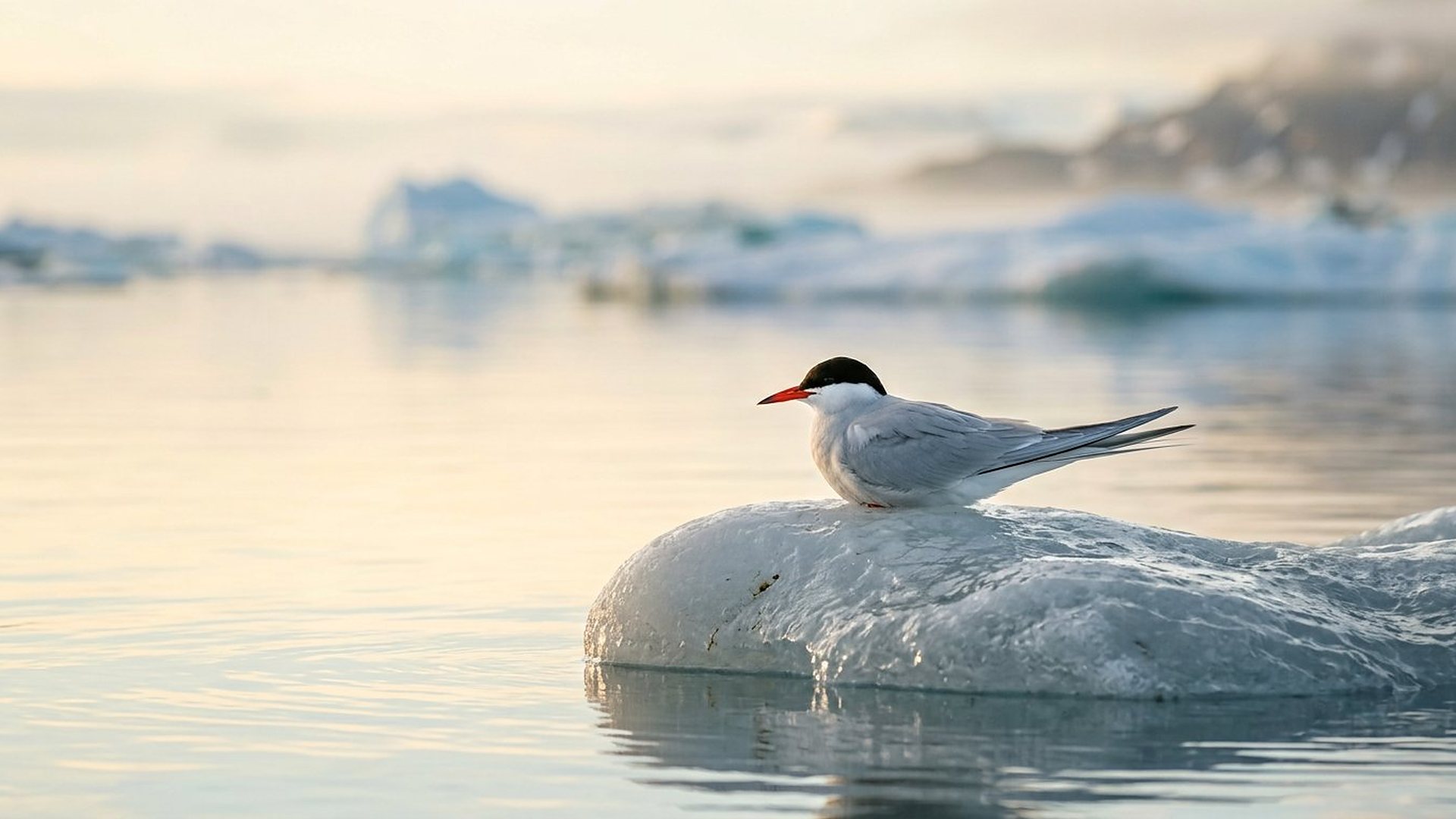 Sterne arctique posée sur la glace.