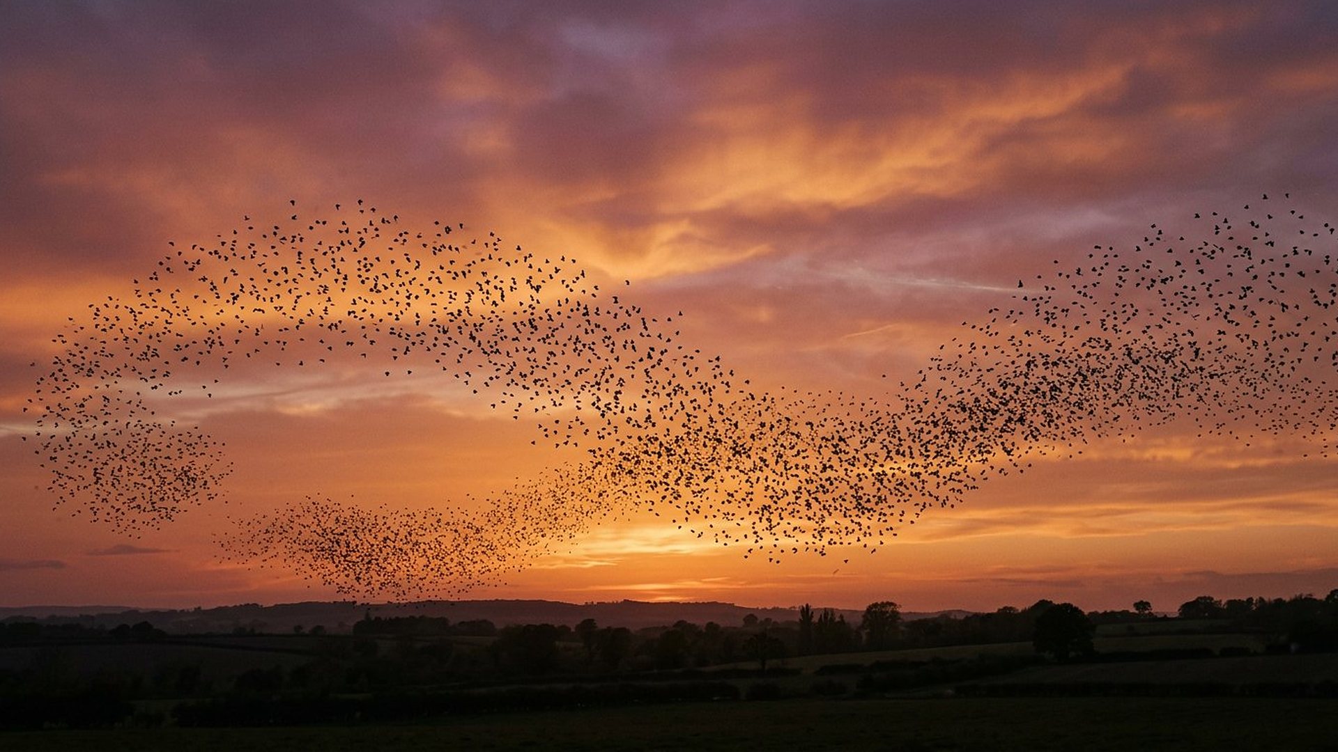 Nuée d'étourneaux au crépuscule.